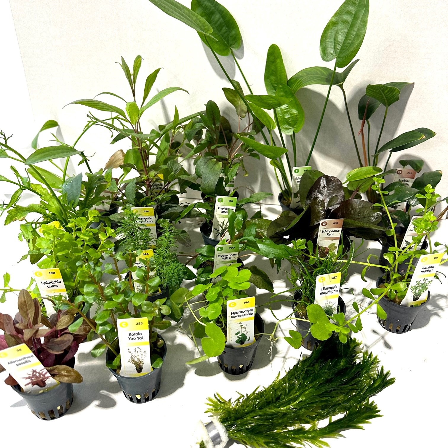 Plantenpakket assortiment 98 stuks.